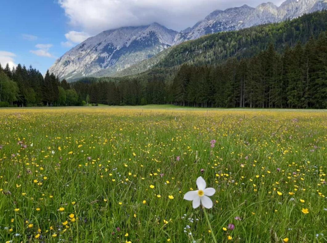 Appartementhaus Theresia Bad Mitterndorf Kültér fotó